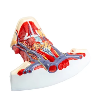 Анатомическая модель шейных мышц F3MA Анатомическая модель мышц шеи человека для больницы