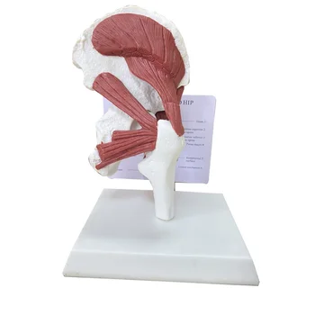 Анатомия человека скелет в натуральную величину 1: 1 Мышцы, прикрепленные к модели тазобедренного сустава